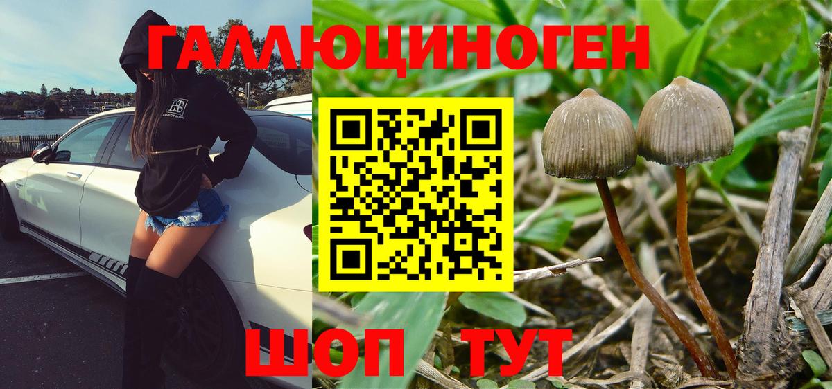 Галлюциногенные грибы Psilocybine cubensis Михайловск