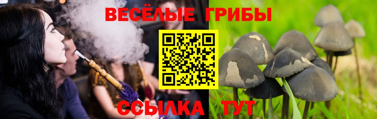 Псилоцибиновые грибы ЛСД  купить закладку  Михайловск  Вход с VPN 